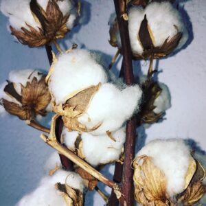 Cotton