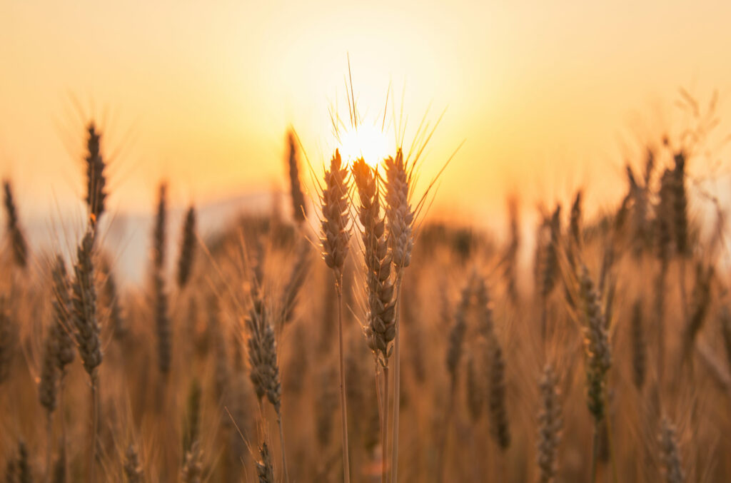 Sunset over wheat field